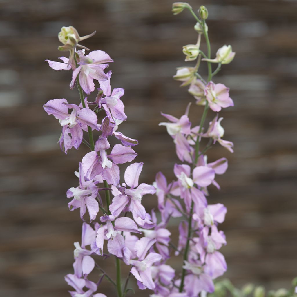 Delphinium consolida Fancy Belladonna (Samen) - Garten-Rittersporn