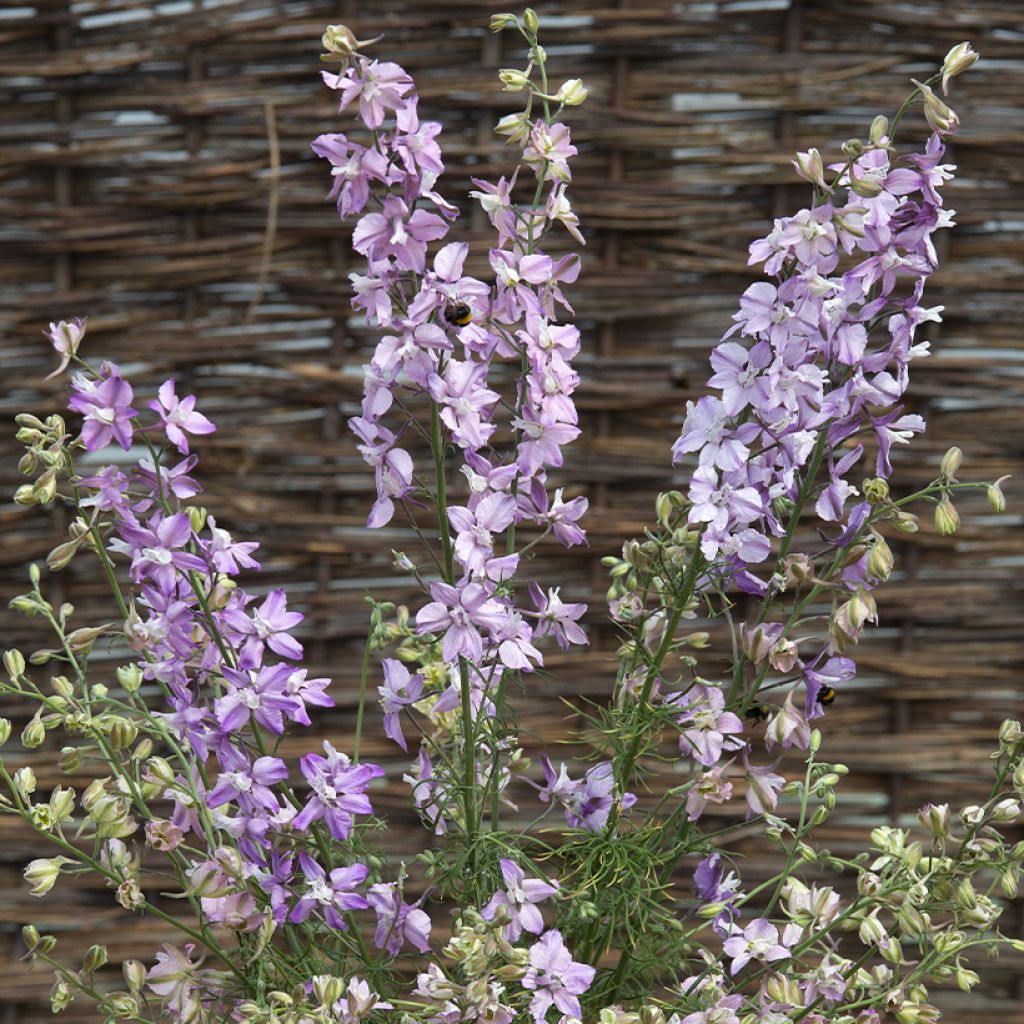 Delphinium consolida Fancy Belladonna (Samen) - Garten-Rittersporn