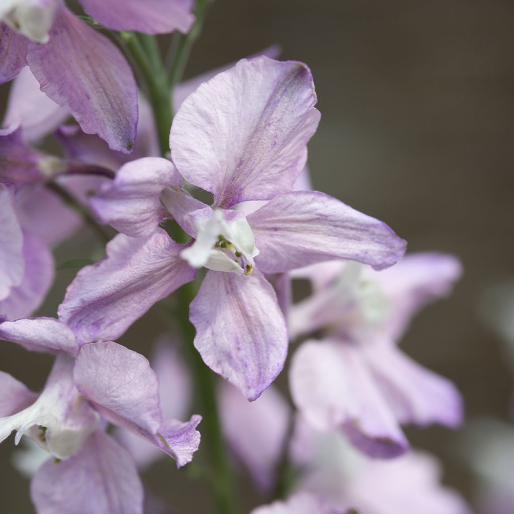 Delphinium consolida Fancy Belladonna (Samen) - Garten-Rittersporn