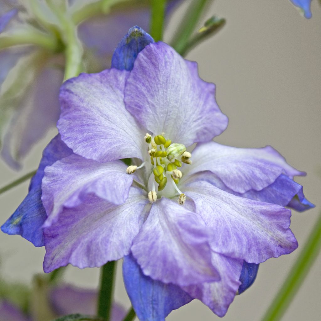 Hoher Rittersporn Fancy Purple Picotee (Samen) - Delphinium