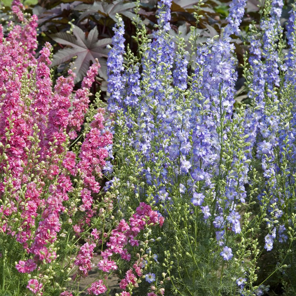 Hoher Rittersporn Fancy Purple Picotee (Samen) - Delphinium