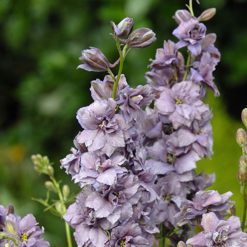 Delphinium consolida Misty Lavender (Samen) - Gewöhnlicher Feldrittersporn