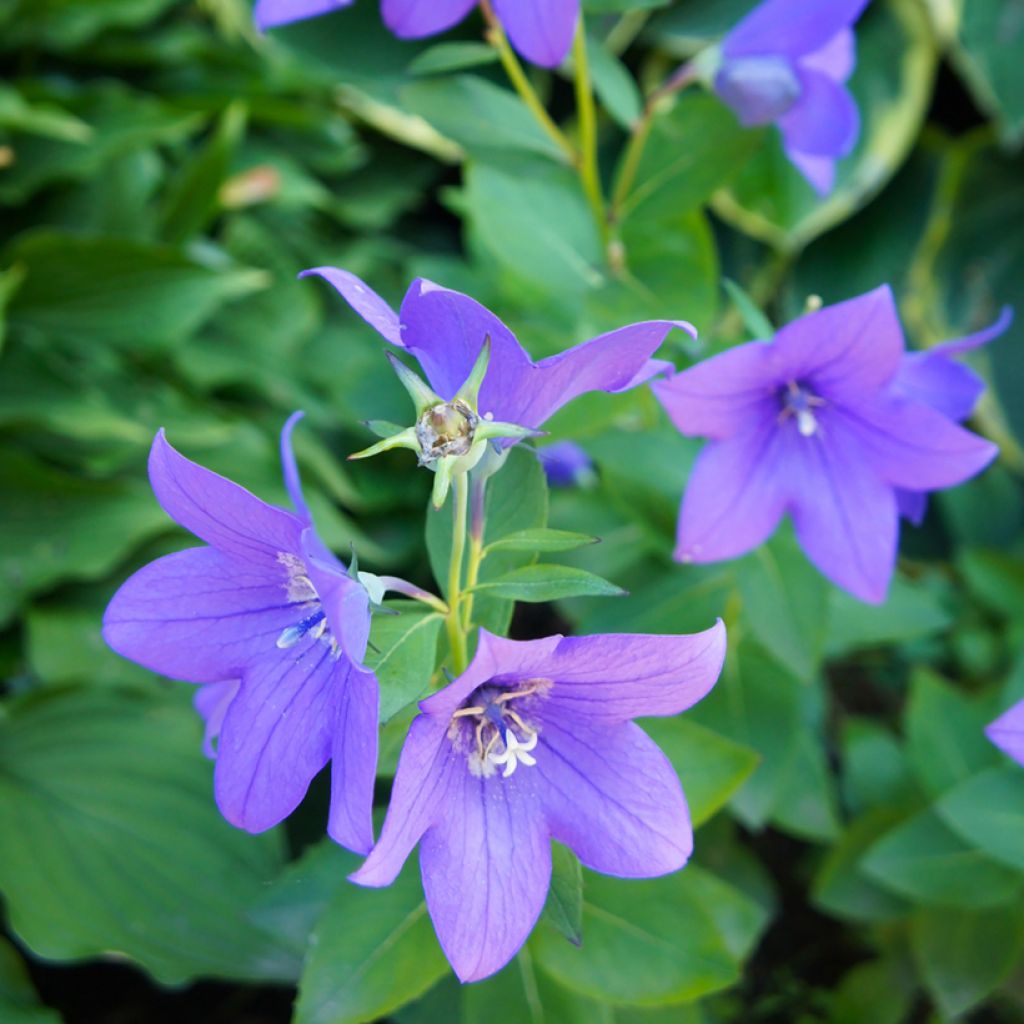 Ballonblume Mariesii Blue (Samen) - Platycodon grandiflorus