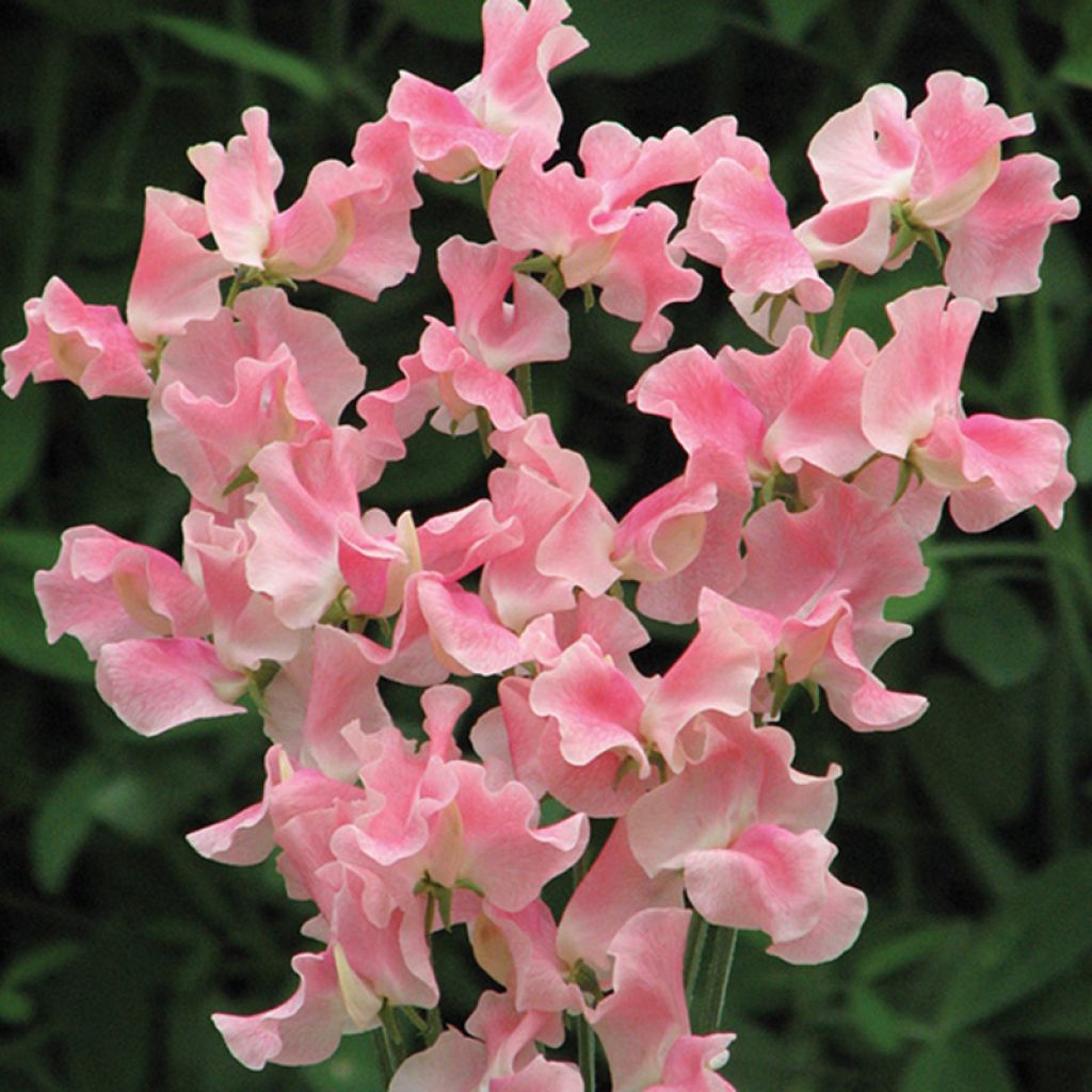 Duftwicke Alan Titchmarsh (Samen) - Lathyrus odoratus