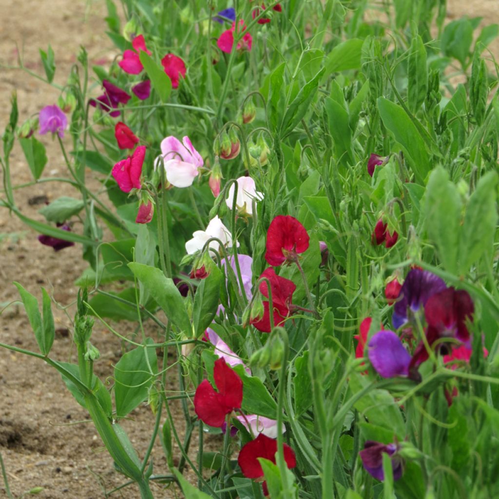 Duftwicke Bijou Varié (Samen) - Lathyrus odoratus