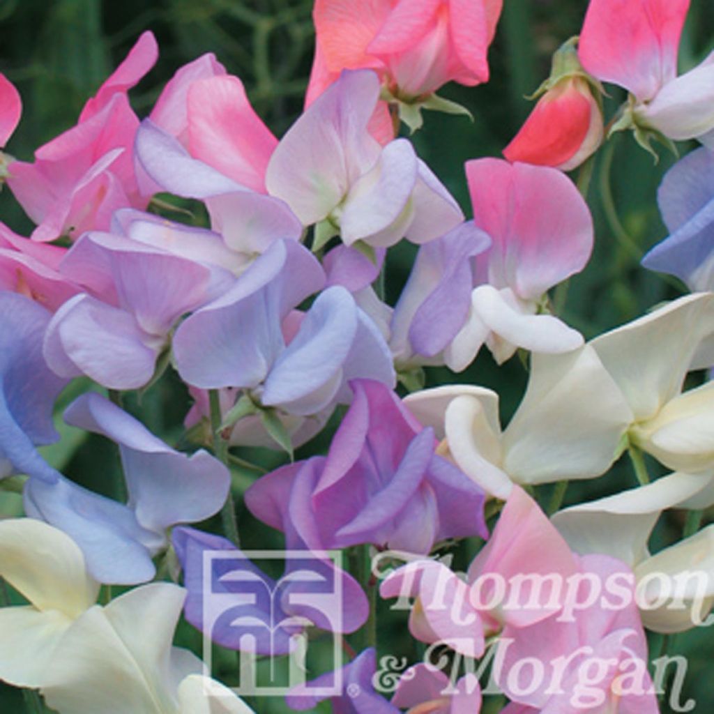 Duftwicke Elegant Ladies (Samen) - Lathyrus odoratus