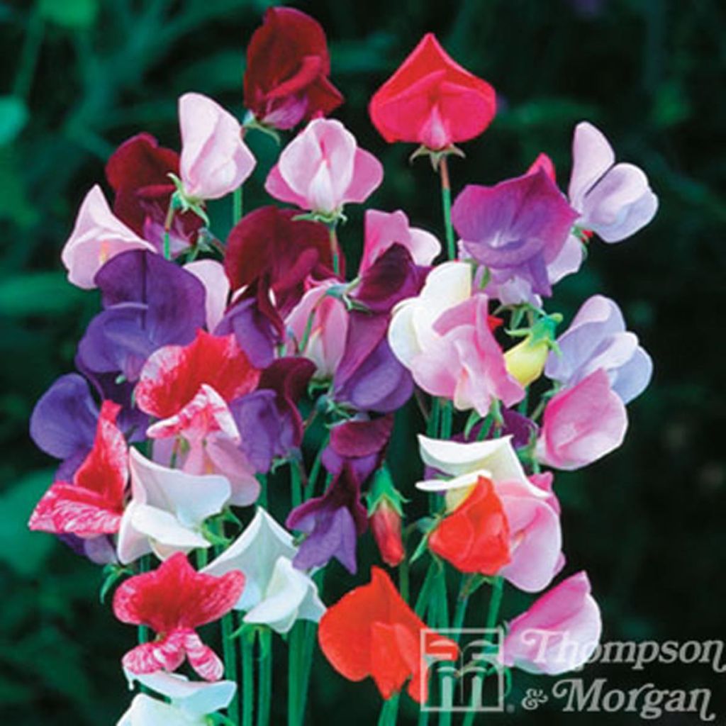 Duftwicke Heirloom Mixed (Samen) - Lathyrus odoratus