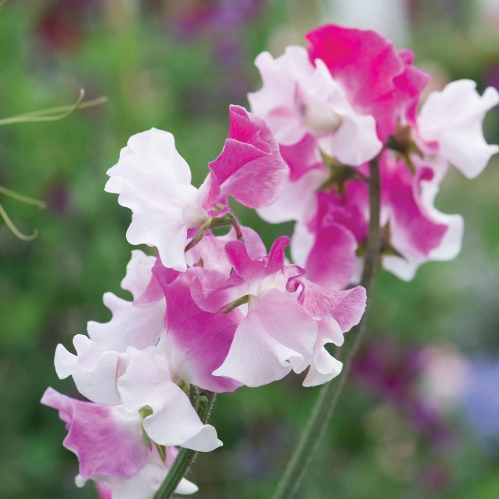 Duftwicke Route 66 (Samen) - Lathyrus odoratus