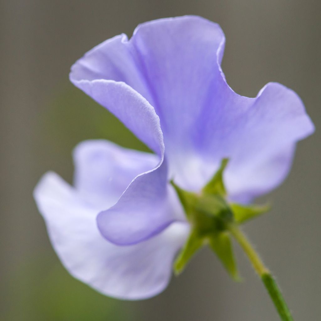 Duftwicke Spencer Noel Sutton (Samen) - Lathyrus odoratus