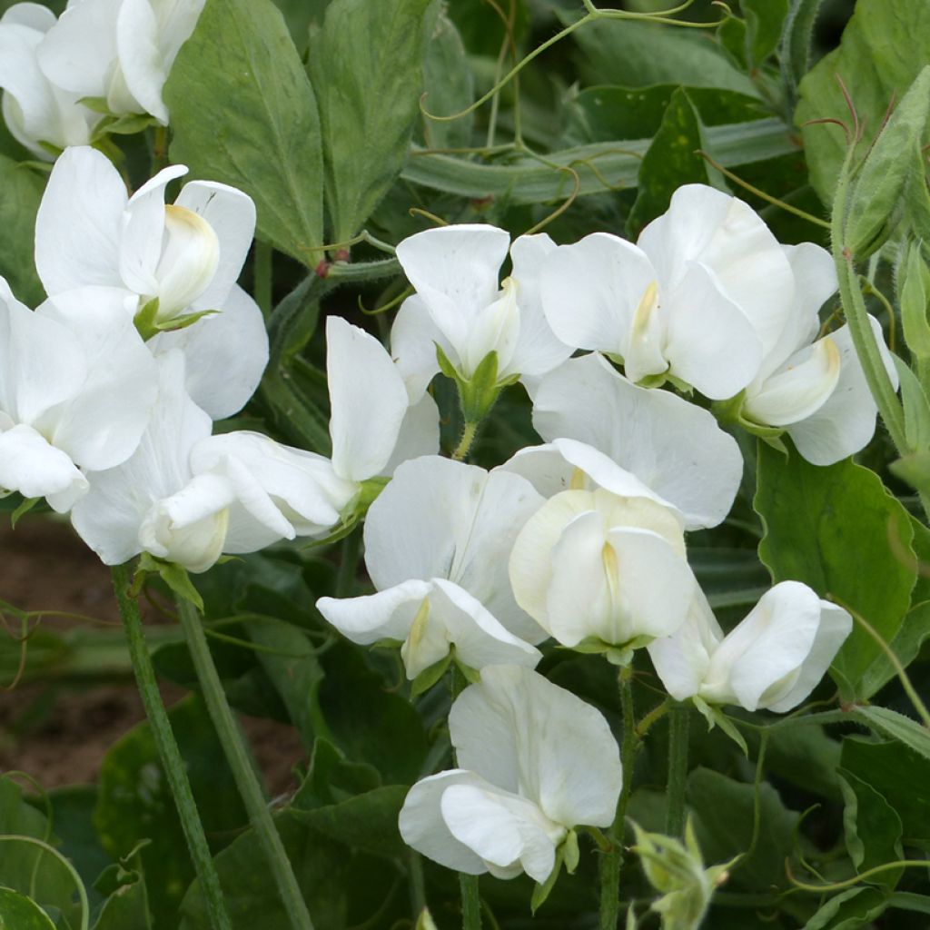 Duftwicke White Ensign (Samen) - Lathyrus odoratus