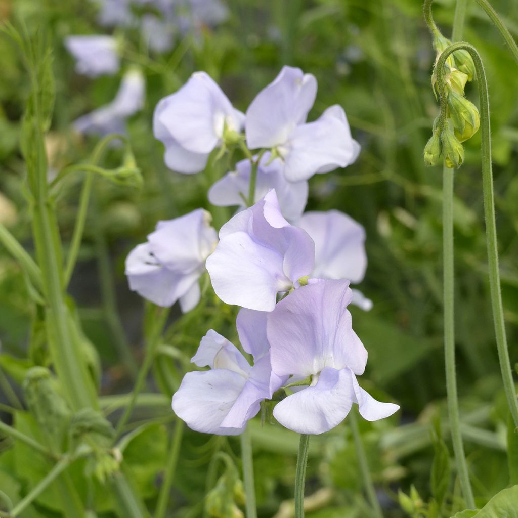 Duftwicke Spring Sunshine Light Blue (Samen) - Lathyrus odoratus