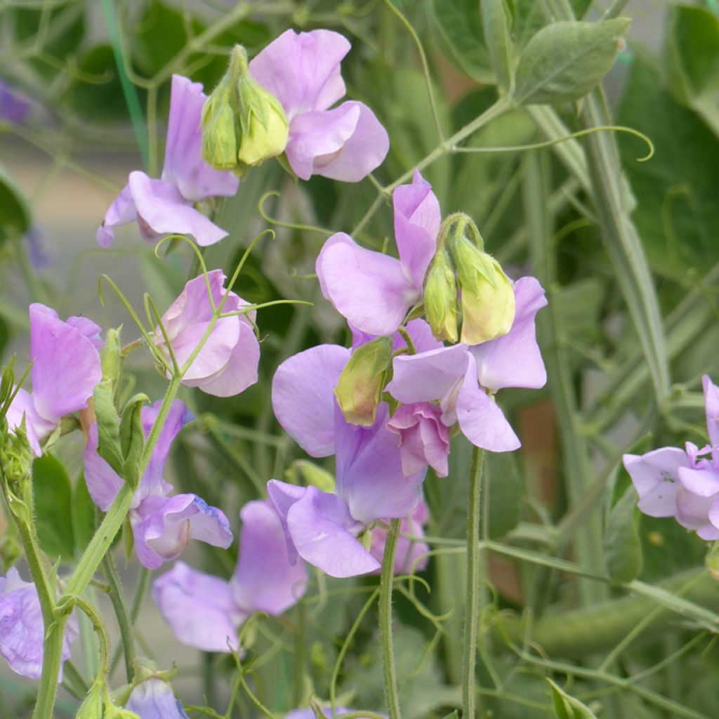 Duftwicke Spring Sunshine Lilac (Samen) - Lathyrus odoratus