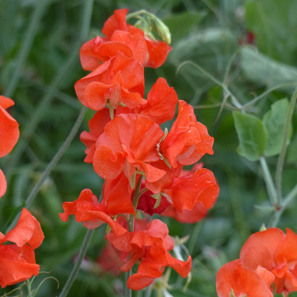 Duftwicke Spring Sunshine Orange (Samen) - Lathyrus odoratus