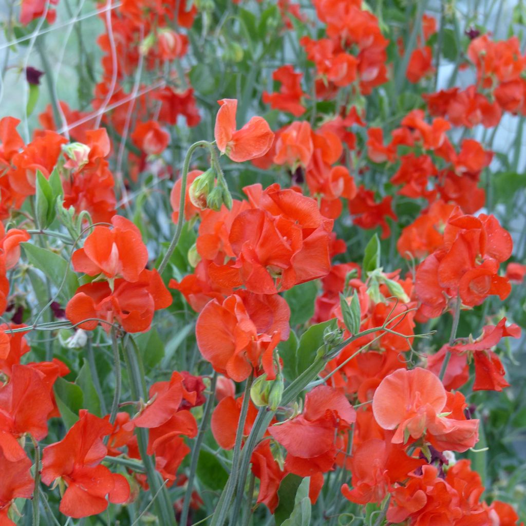 Graines de Pois de senteur Spring Sunshine Orange - Lathyrus odoratus