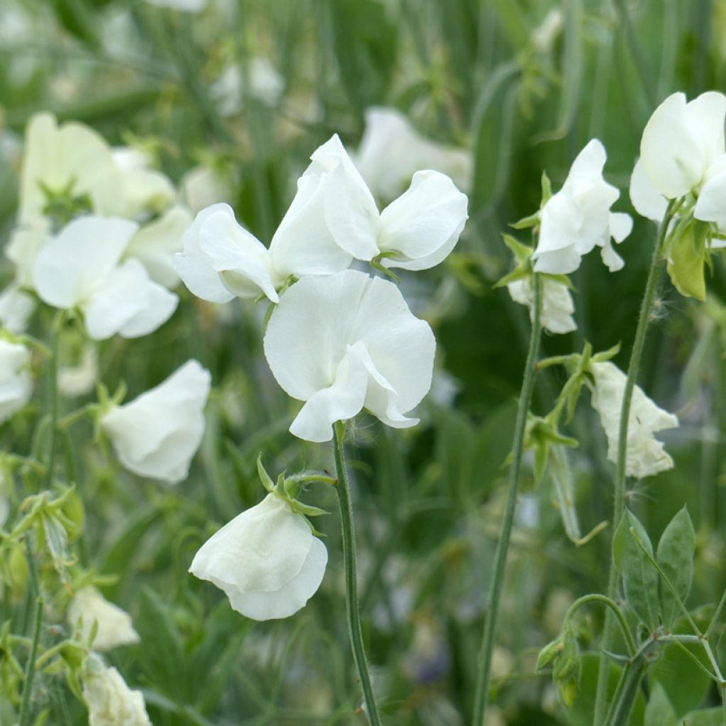 Duftwicke Spring Sunshine White (Samen) - Lathyrus odoratus