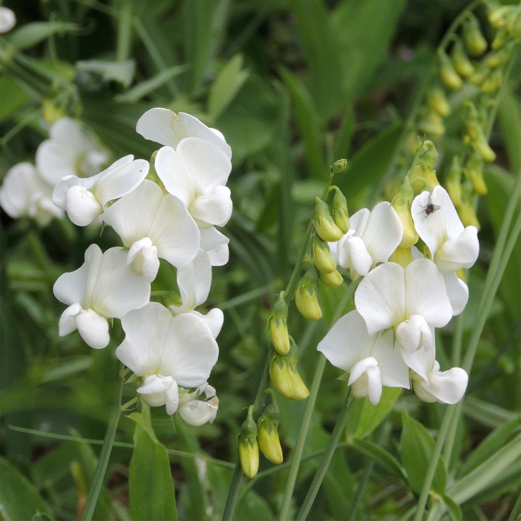 Breitblättrige Platterbse White Pearl (Samen) - Lathyrus latifolius