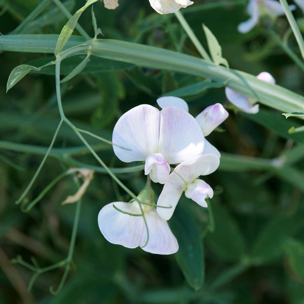 Breitblättrige Platterbse White Pearl (Samen) - Lathyrus latifolius