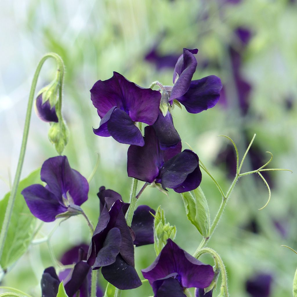 Duftwicke Winter Sunshine Navy (Samen) - Lathyrus odoratus