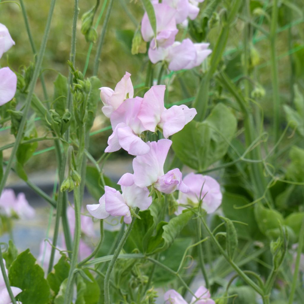 Duftwicke Winter Sunshine Opal (Samen) - Lathyrus odoratus