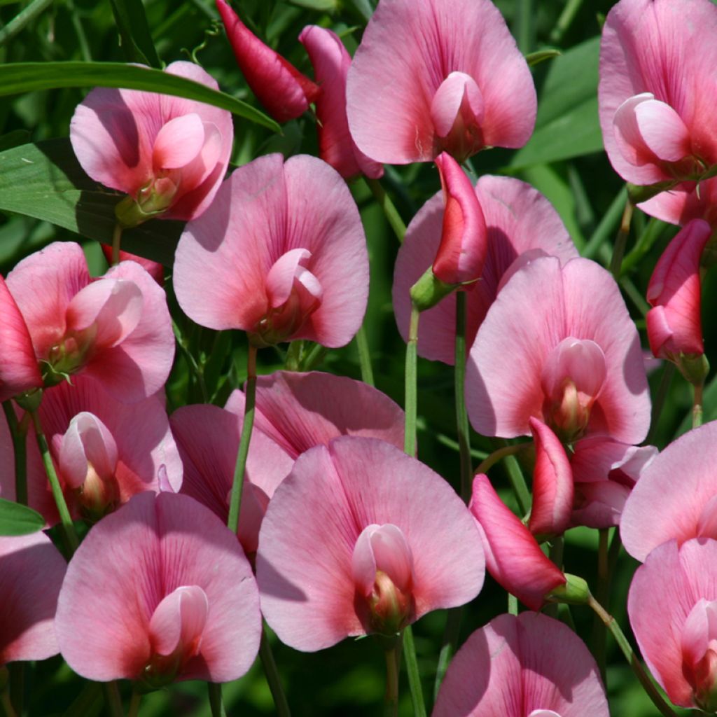 Gartenwicke Rosea (Samen) - Lathyrus tingitanus