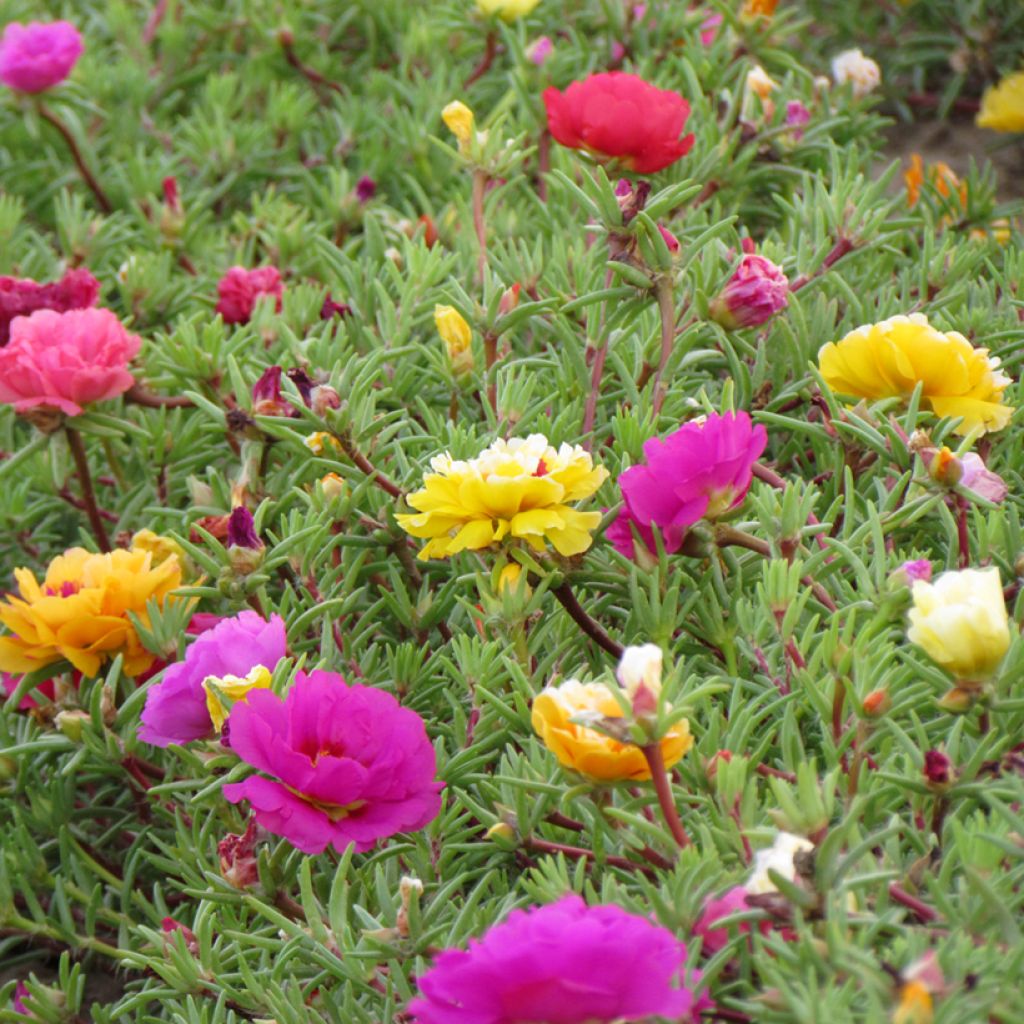 Portulakröschen (Samen) - Portulaca grandiflora