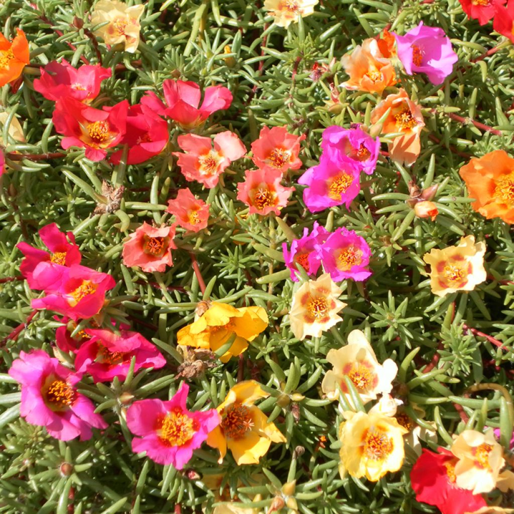 Portulakröschen Single Mix (Samen) - Portulaca grandiflora