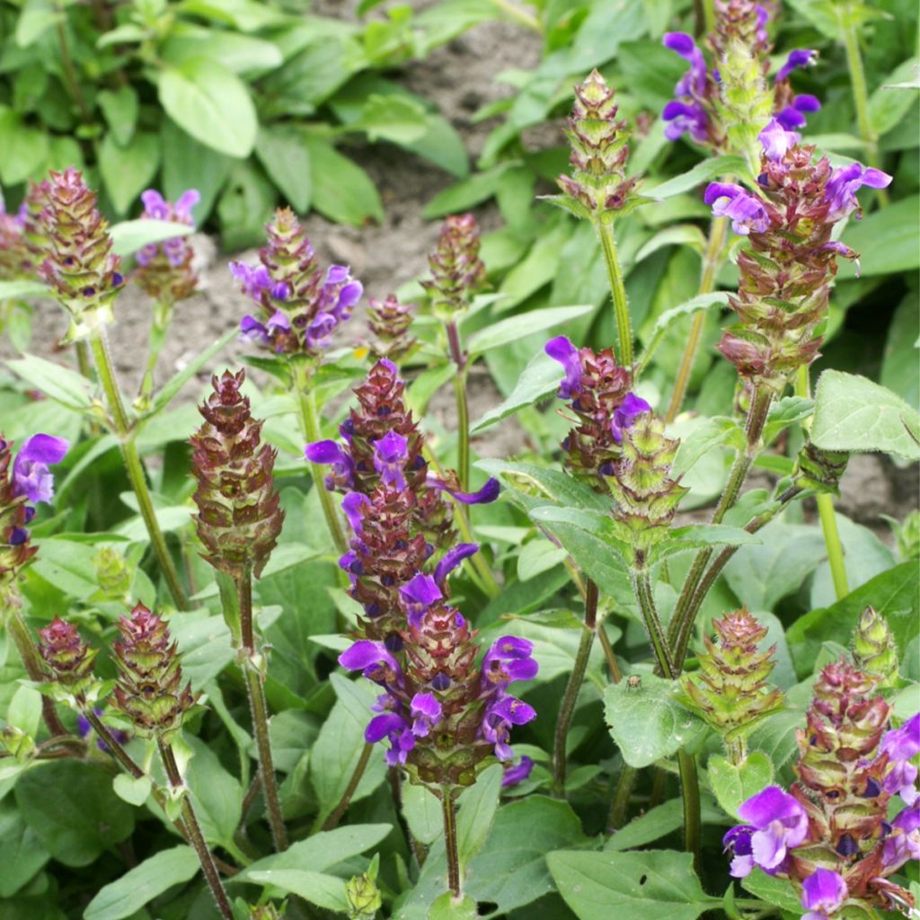 Großblütige Braunelle Freelander Blue (Samen) - Prunella grandiflora