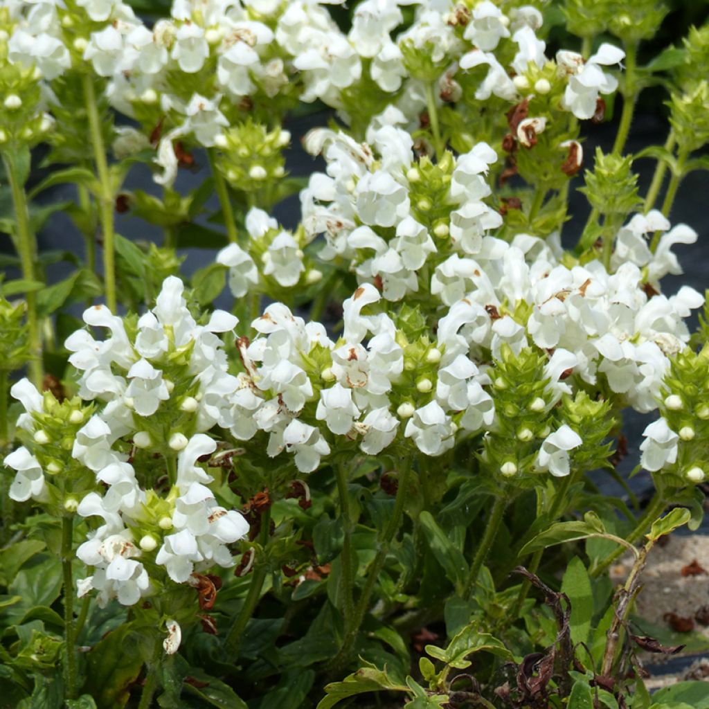 Großblütige Braunelle Altenberg Alba (Samen) - Prunella grandiflora