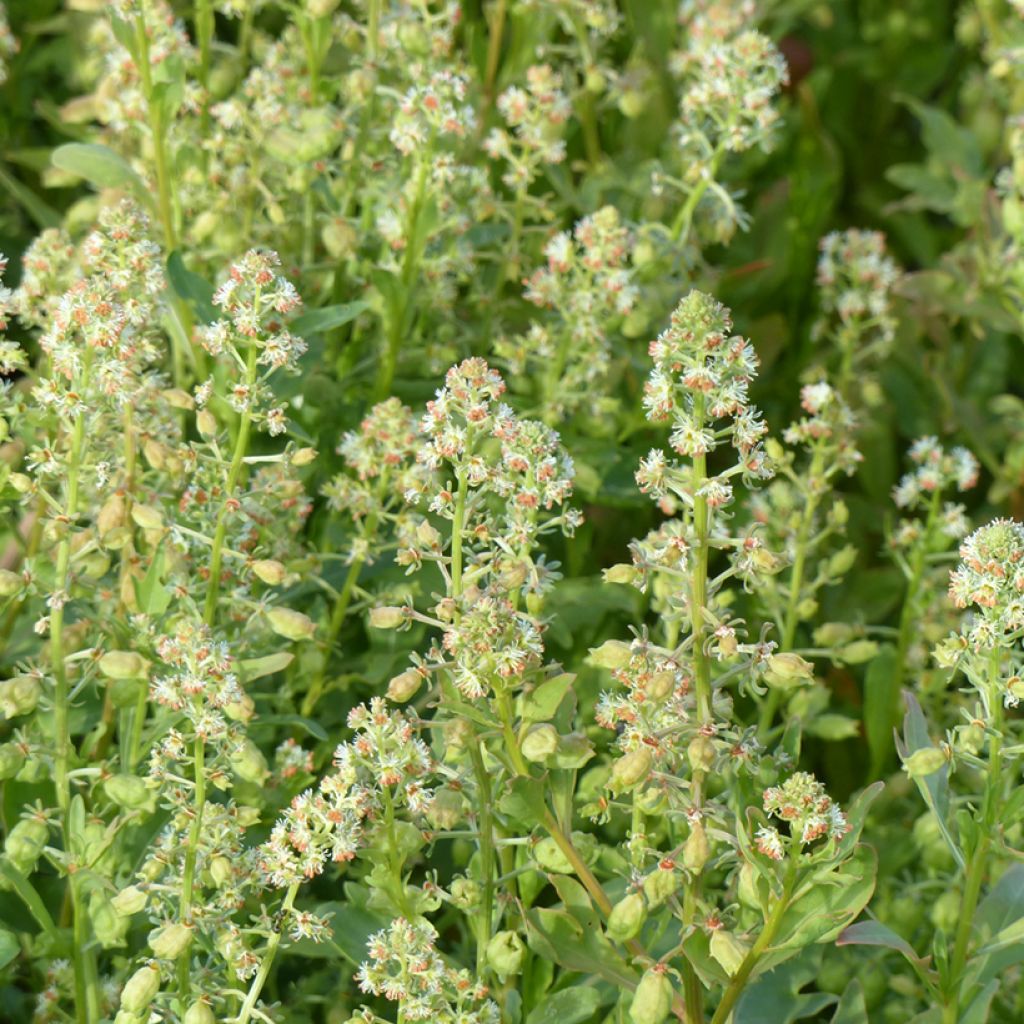 Garten-Resede Grandiflora (Samen) - Reseda odorata