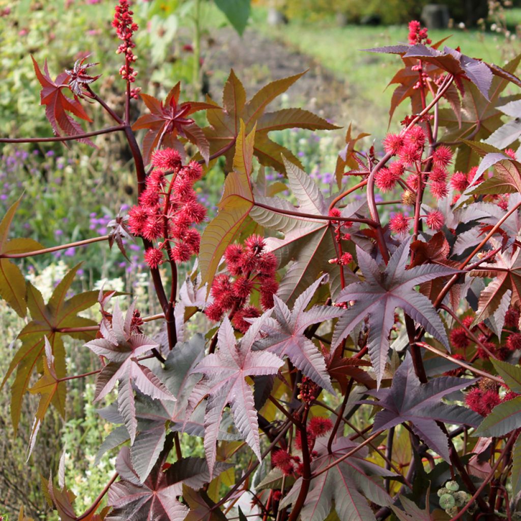 Ricinus communis Impala (Samen) - Rizinus