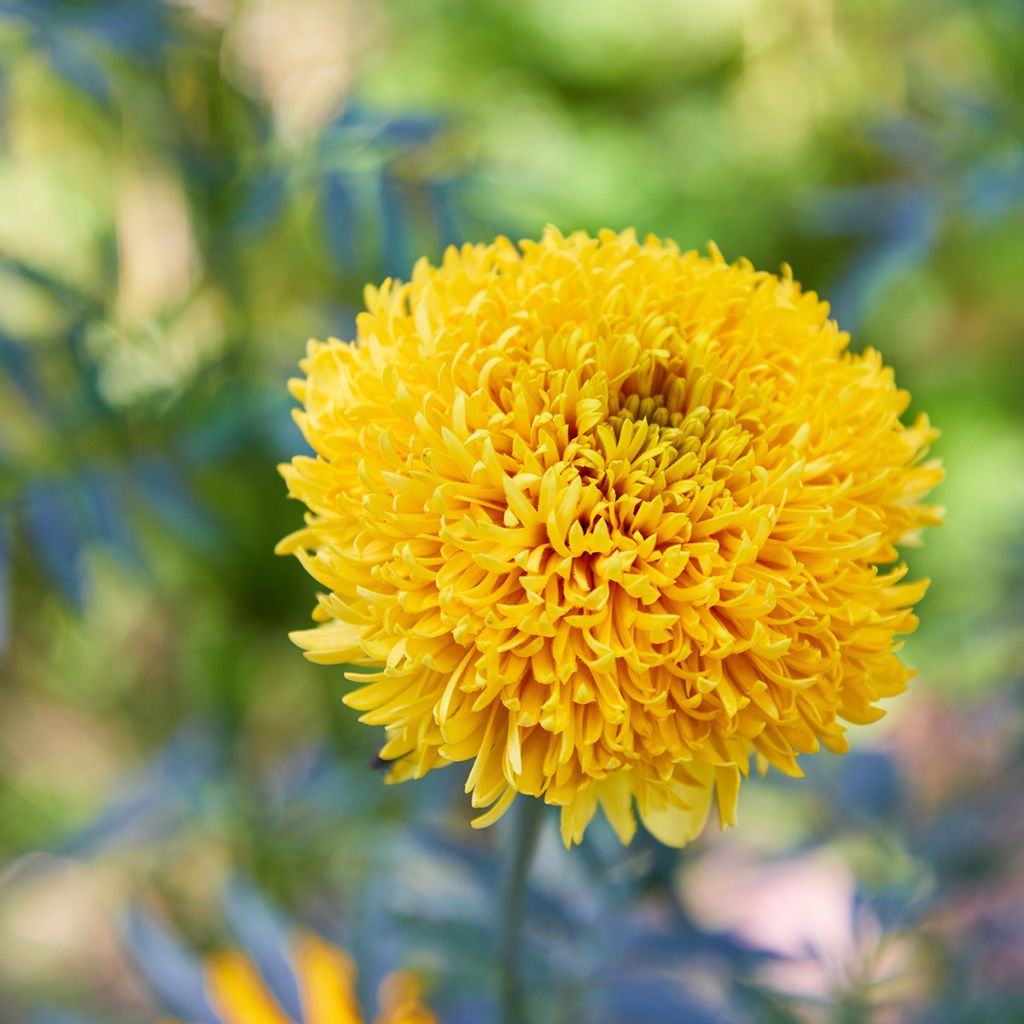 Studentenblume Mission Giant Yellow - Tagetes