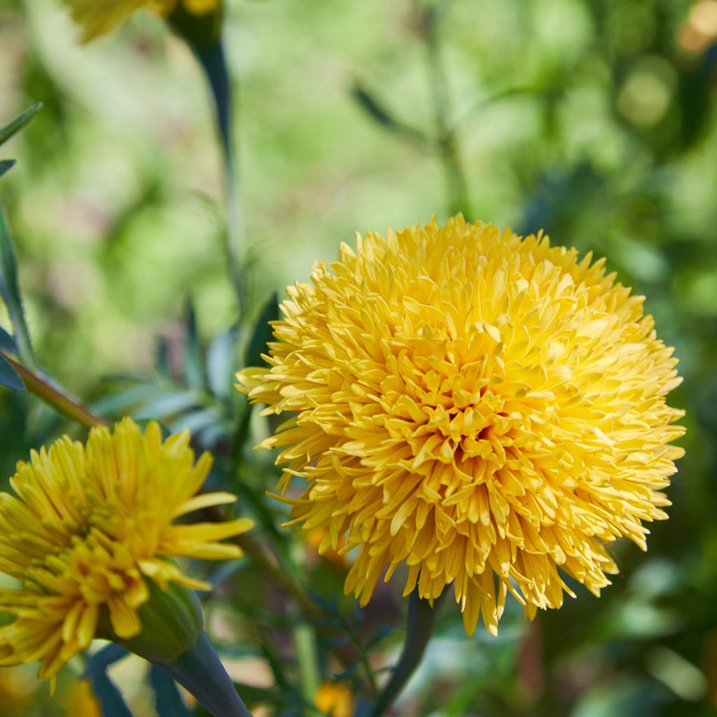 Studentenblume Mission Giant Yellow - Tagetes