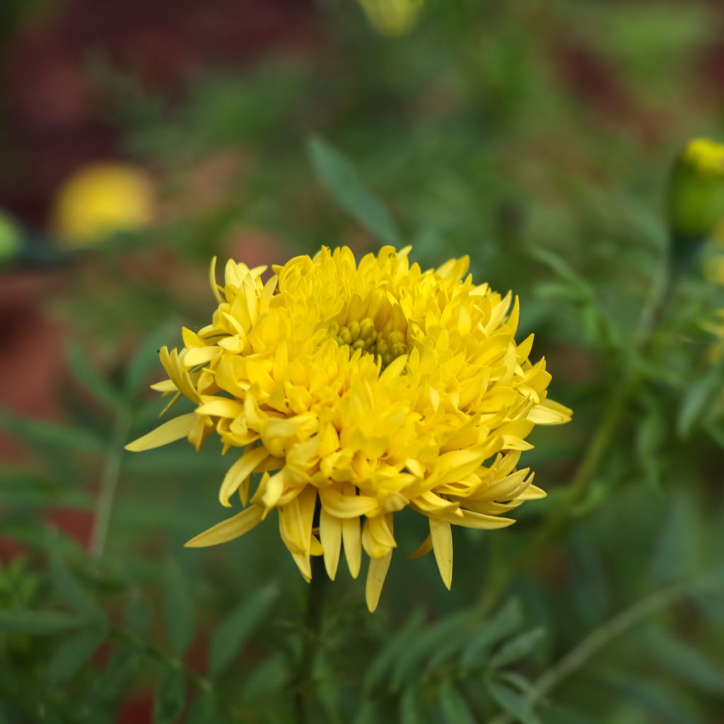 Studentenblume Mission Giant Yellow - Tagetes