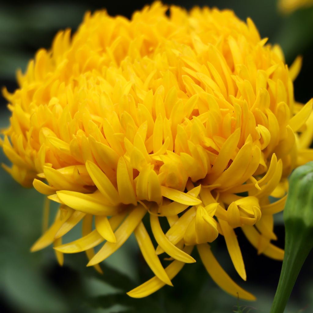 Studentenblume Mission Giant Yellow - Tagetes