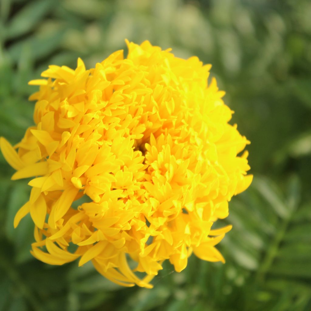 Studentenblume Mission Giant Yellow - Tagetes