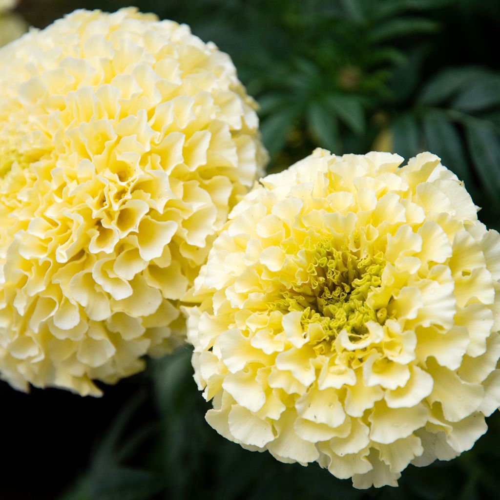 Studentenblume Whitegold Max - Tagetes