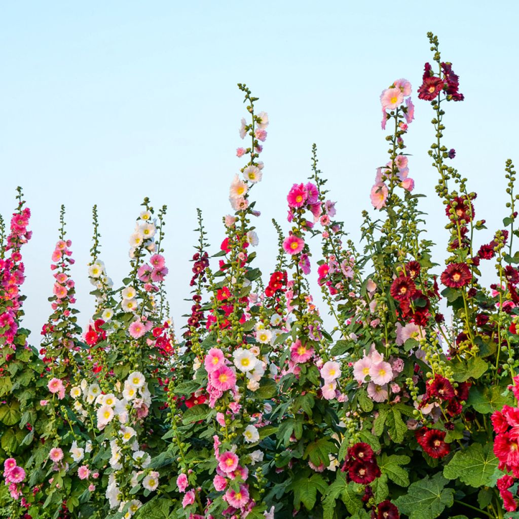 Alcea ficifolia Antwerp Stars Mix (Samen) - Feigenblättrige Stockrose