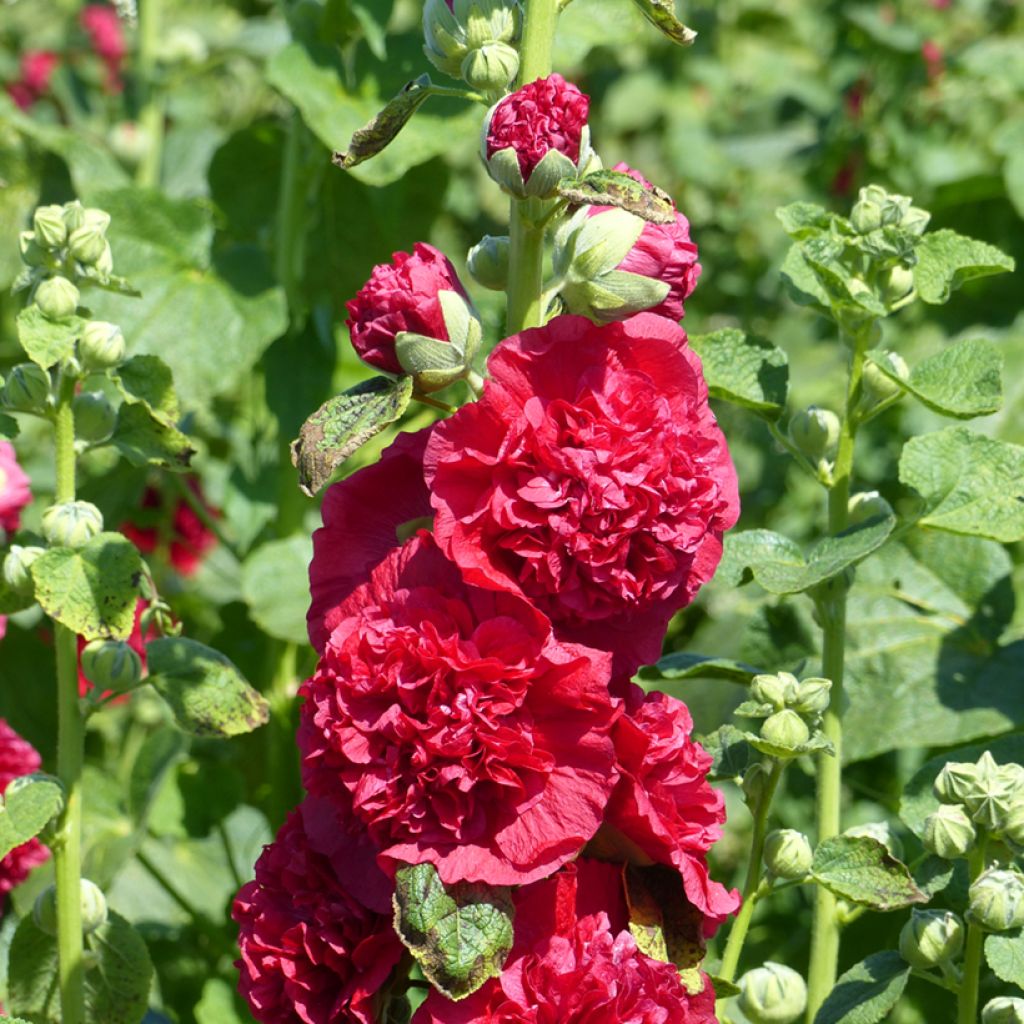 Alcea rosea Chater's Double Scarlet (Samen) - Gewöhnliche Stockrose