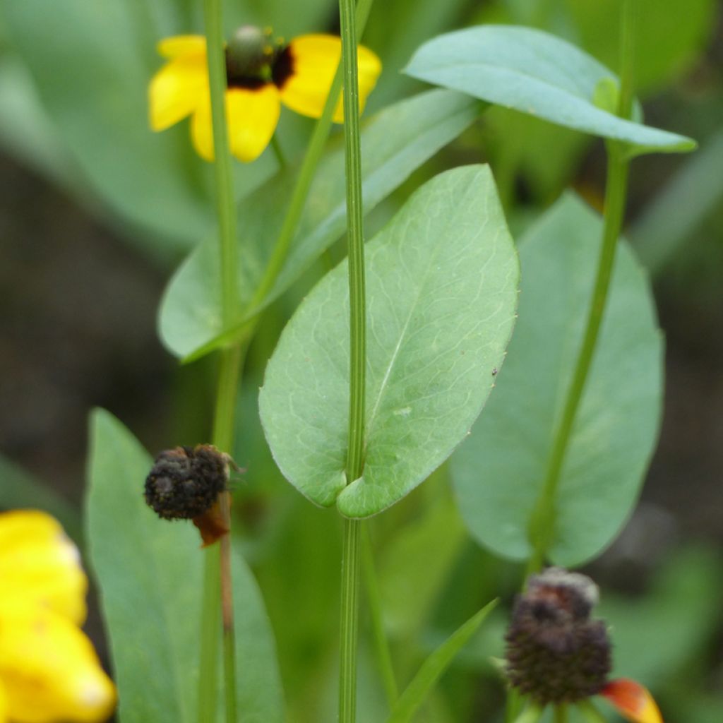 Stängelumfassender Sonnenhut (Samen) - Rudbeckia amplexicaulis