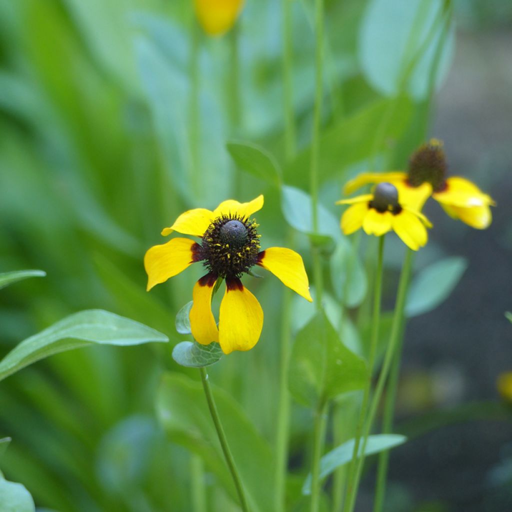 Stängelumfassender Sonnenhut (Samen) - Rudbeckia amplexicaulis