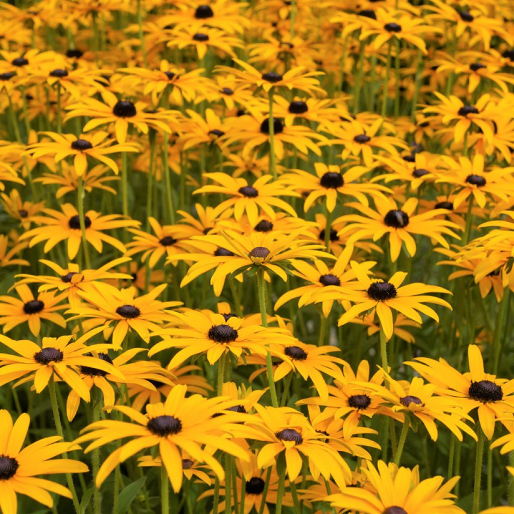 Gemeiner Sonnenhut Goldsturm (Samen) - Rudbeckia fulgida var. sullivantii