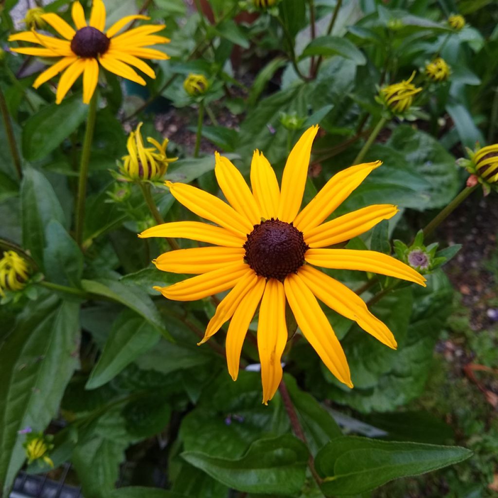 Gemeiner Sonnenhut Goldsturm (Samen) - Rudbeckia fulgida var. sullivantii