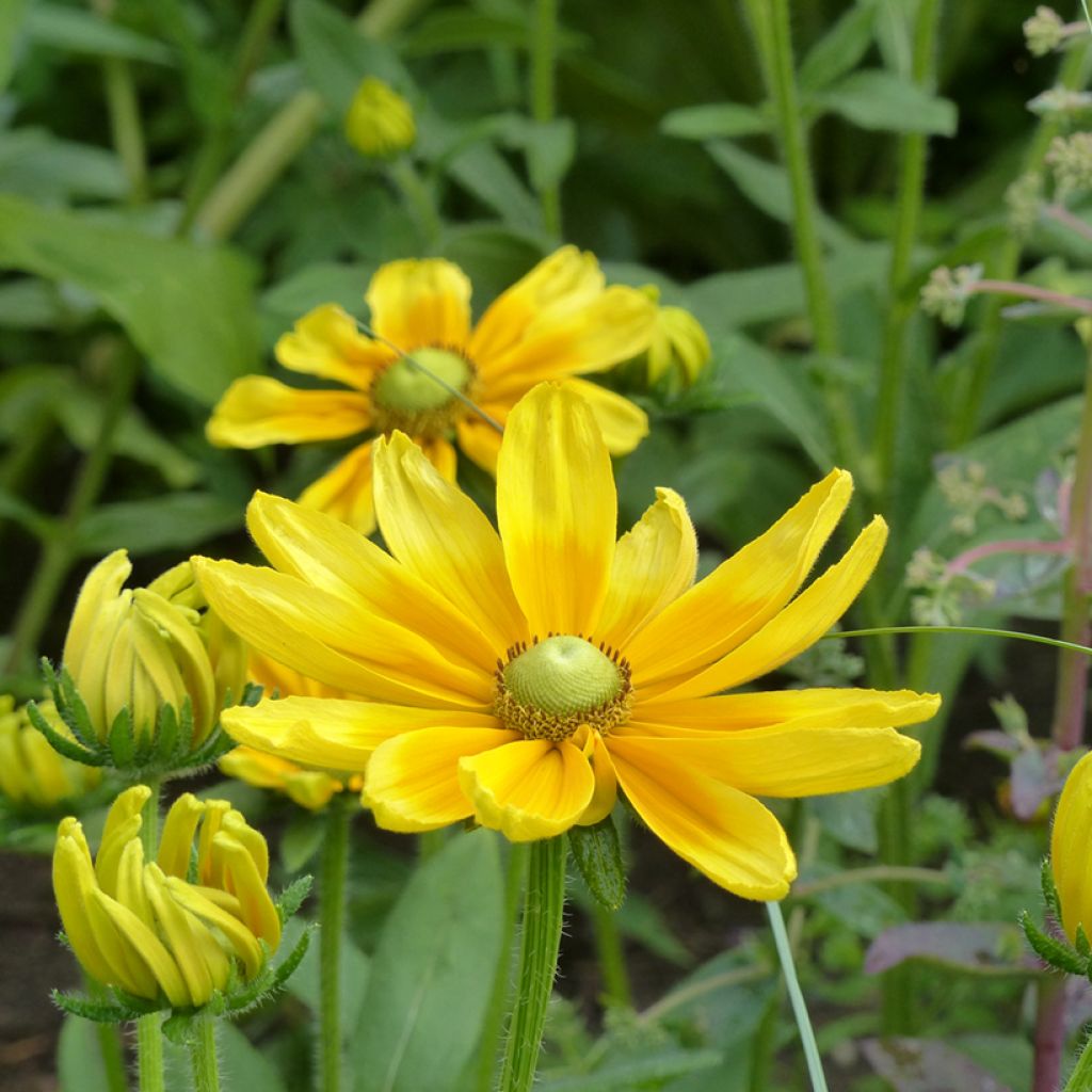 Rauher Sonnenhut Prairie Sun (Samen) - Rudbeckia