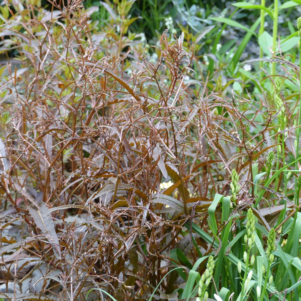 Ampfer Twister - Rumex flexuosus