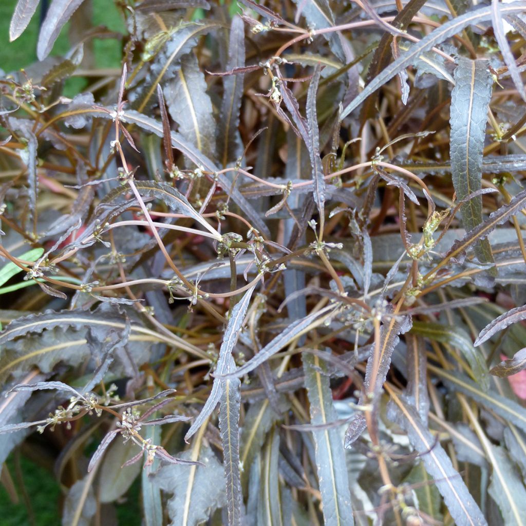 Ampfer Twister - Rumex flexuosus