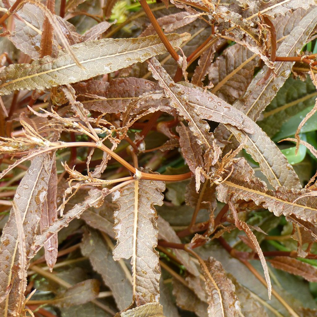 Ampfer Twister - Rumex flexuosus