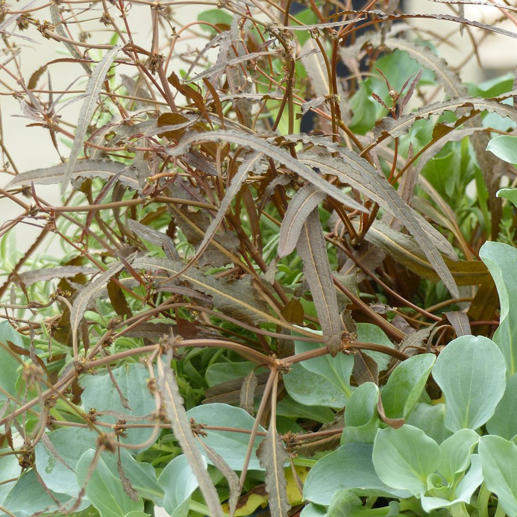 Ampfer Twister - Rumex flexuosus