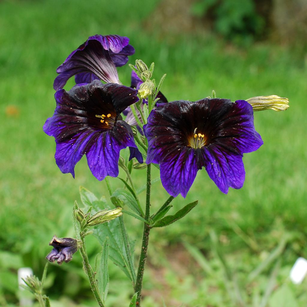 Salpiglossis sinuata Kew Blue (Samen) - Trompetenzunge