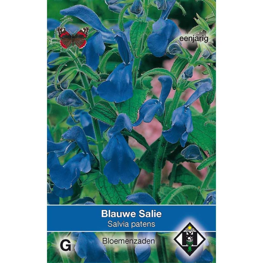 Salbei - Salvia patens