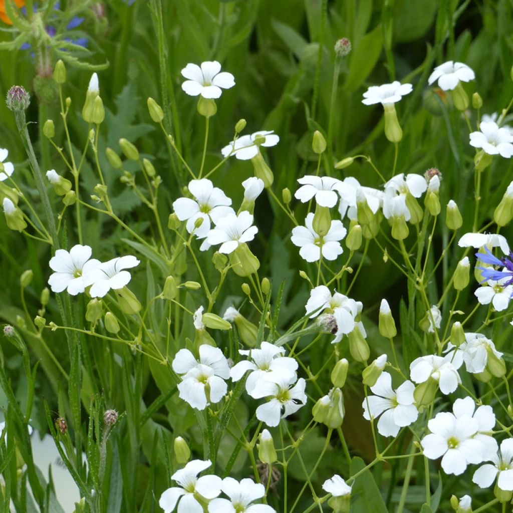 Kuhnelke White Beauty (Samen) - Vaccaria hispanica